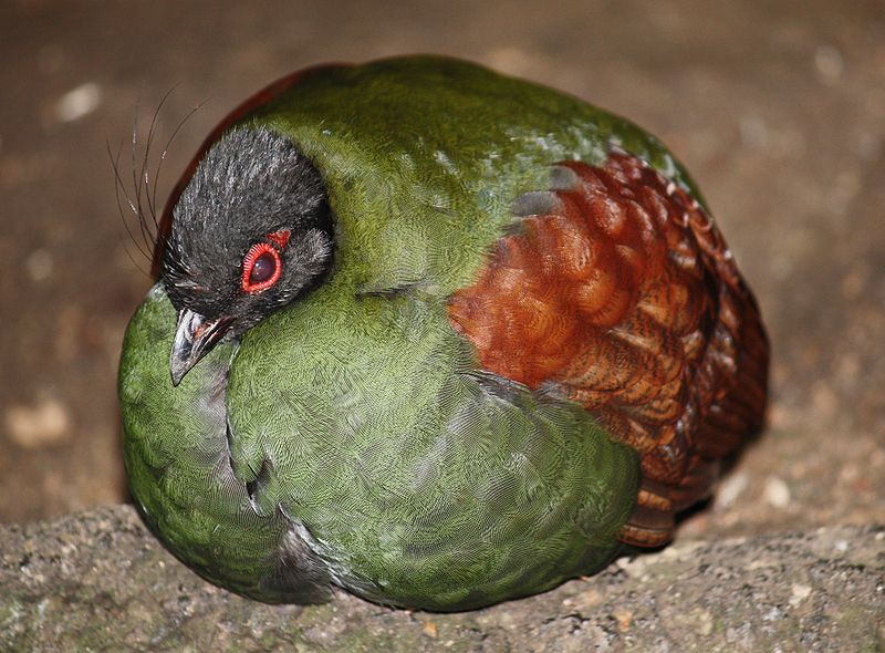 Crested Partridge