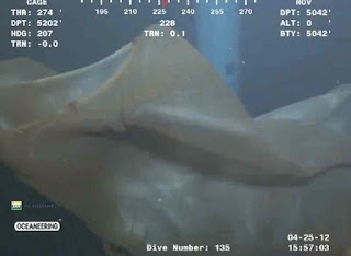 Mysterious Sea Creatures Captured by Video_3
