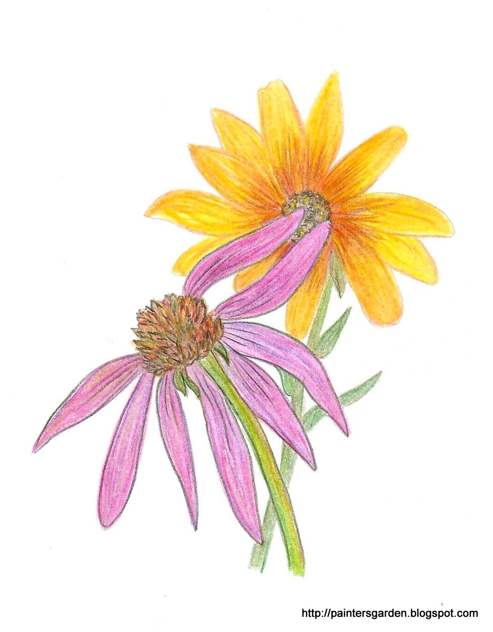 Paintersgarden Wildflower drawing in watercolor pencil