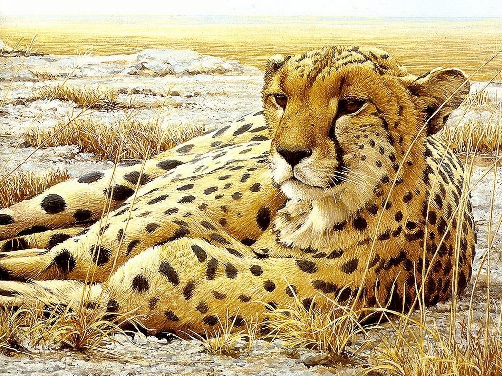 All About Animal Wildlife: Cheetah Cool HD Wallpapers 2012