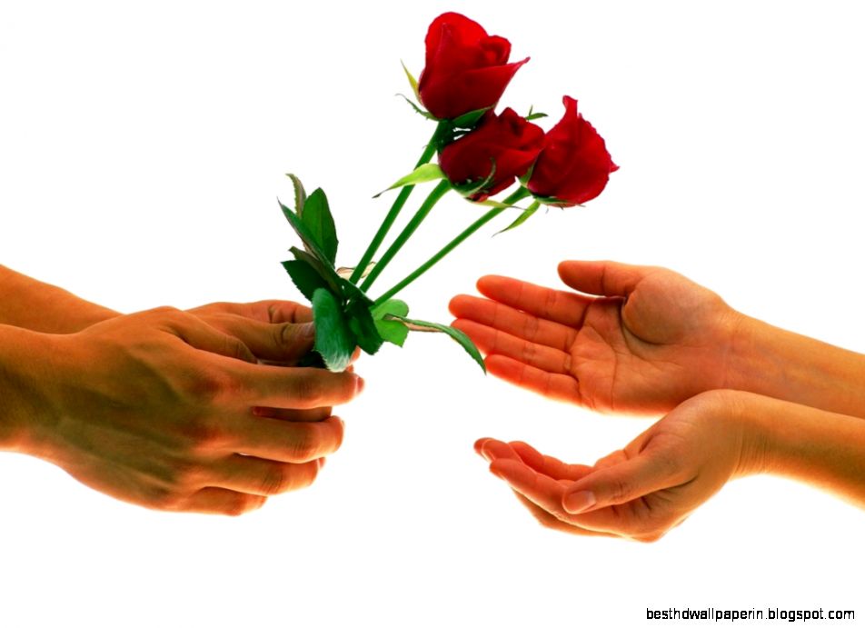 Have a look at the Fresh amp Beautiful Roses for the Valentine39s Day Have a look at the Fresh amp Beautiful Roses for the Valentine39s Day