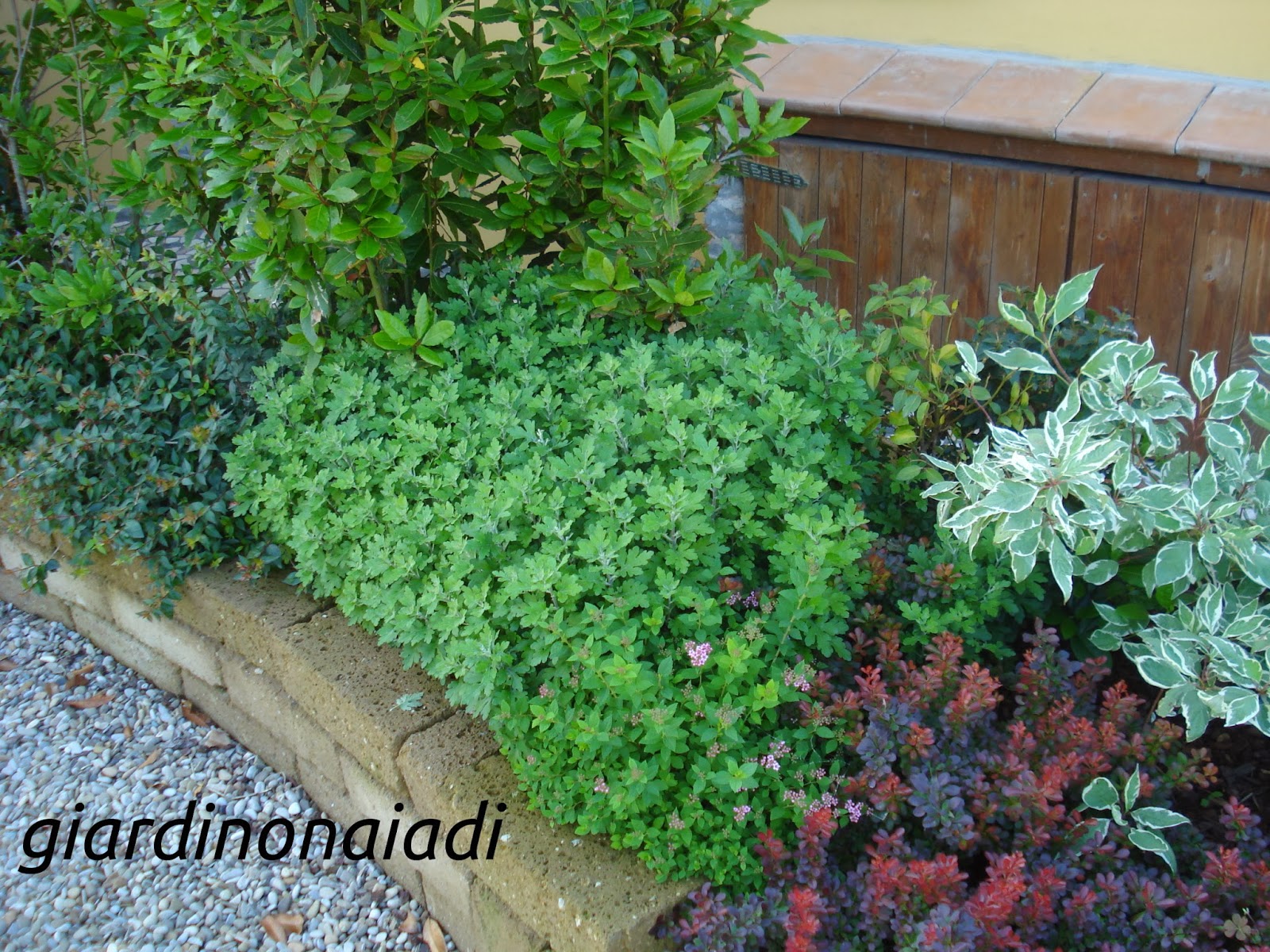 Il giardino delle naiadi: progettare bordure e aiuole prima parte Piante per aiuole sempreverdi