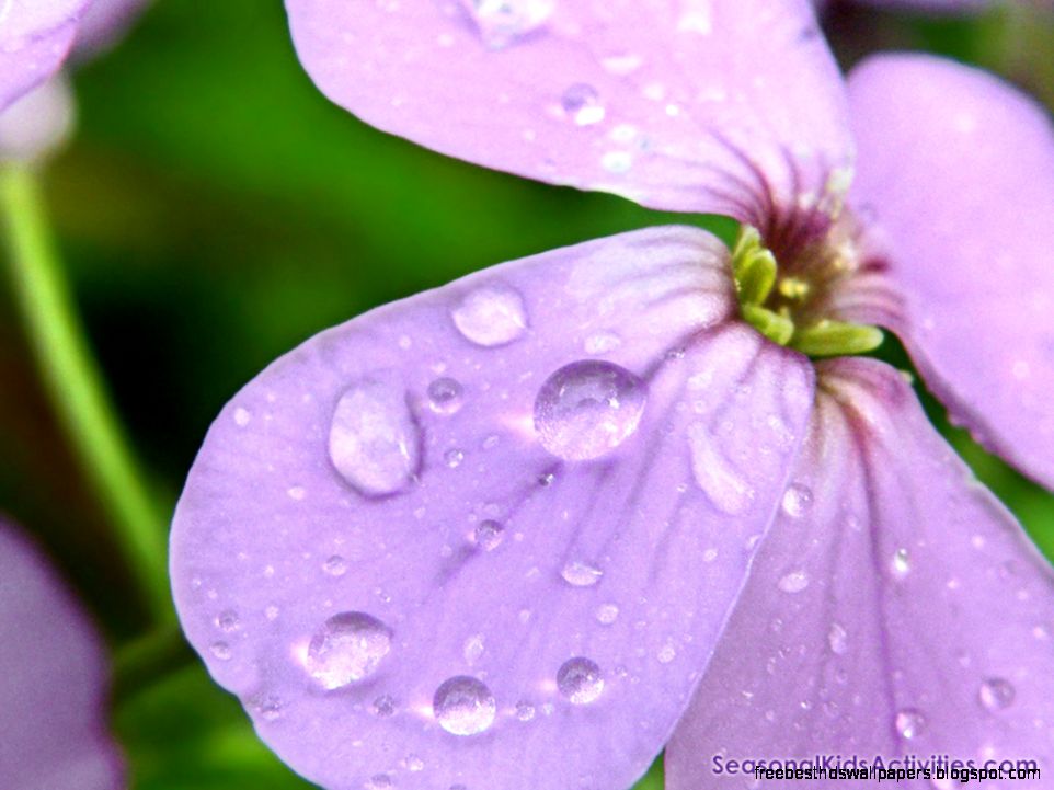 flower 1024 flower 1024