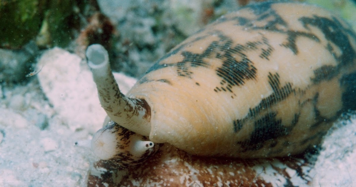 Real Monstrosities: Cone Snail