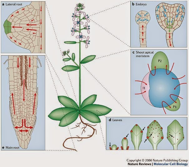 plant hormones Plant hormone definition - plant hormones are chemicals in plants that regulate cellular processes they are usually found in small amounts throughout. plant hormones Plant hormone definition - plant hormones are chemicals in plants that regulate cellular processes they are usually found in small amounts throughout.
