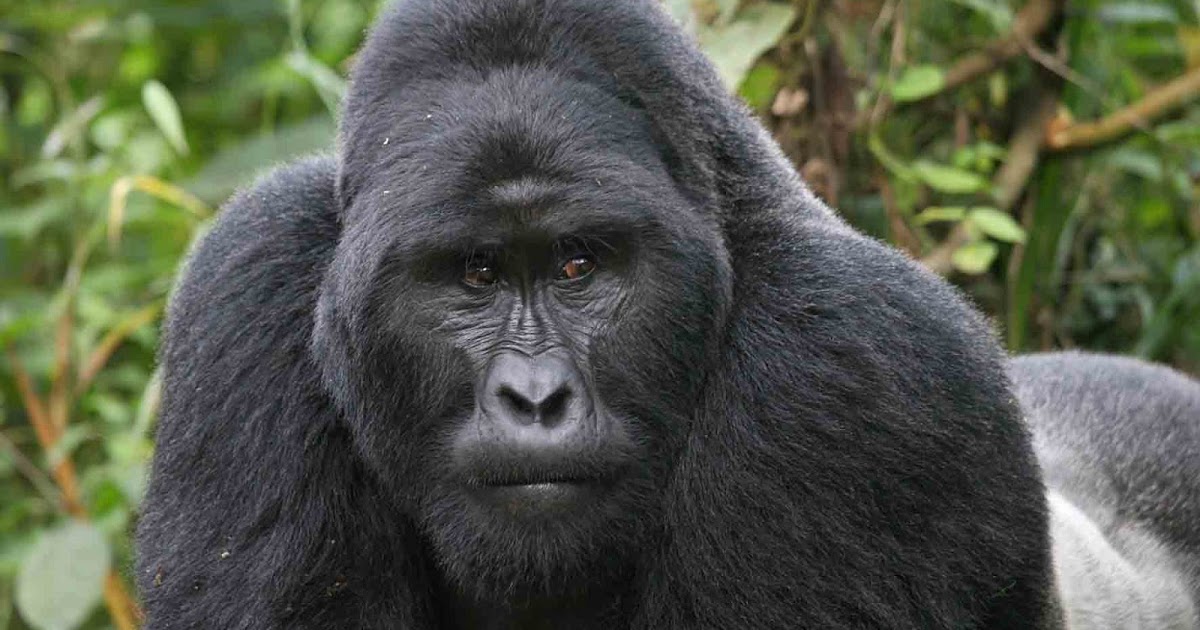 The Jungle Store: Get That Gorilla A Tissue