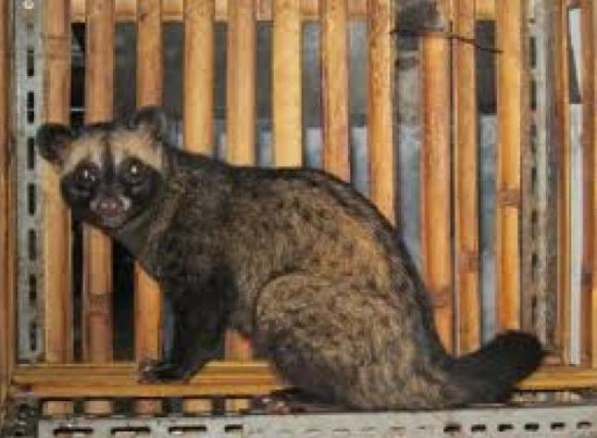 Serba Fakta Minuman Teraneh Didunia Dihasilkan Dari Kotoran Hewan