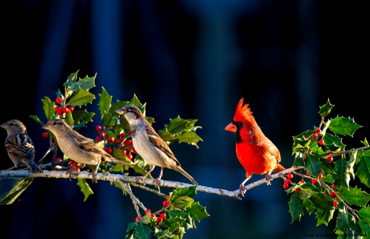 Cardinal Bird Desktop Wallpaper Cardinal Bird Desktop Wallpaper