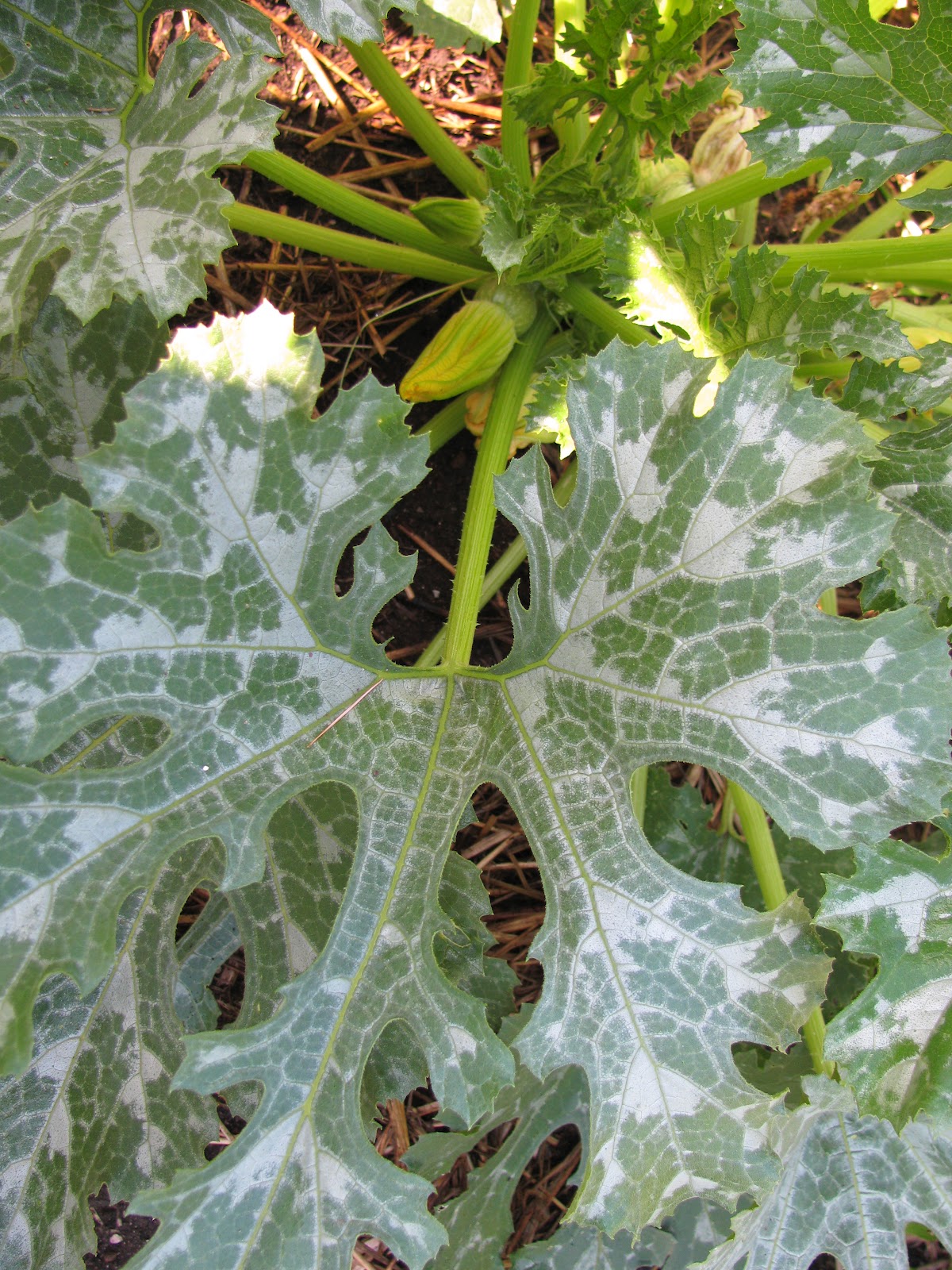 Gardeningbren in Nova Scotia Zucchini Time!