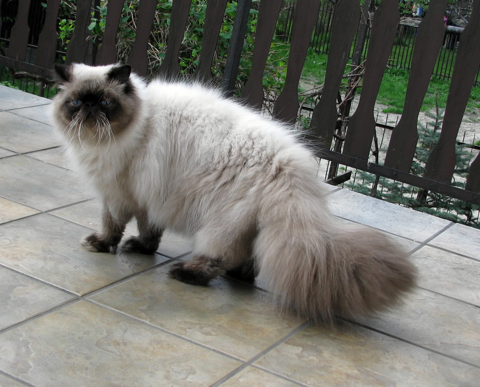 Kardamon*PL Kocury/Males