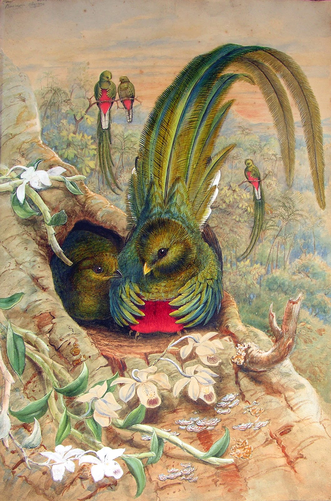 Ornithology Lead Sheet