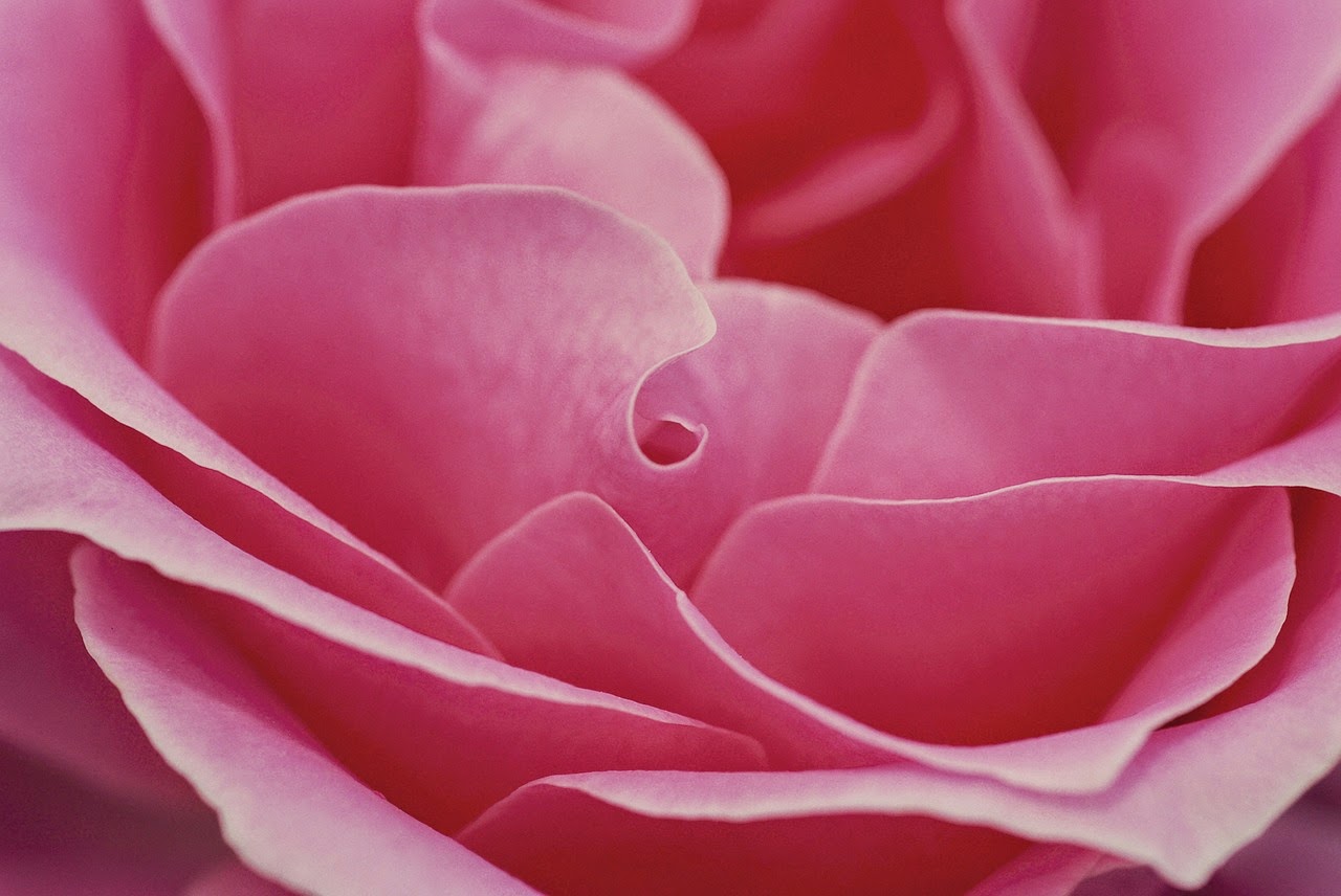 pink roses for valentines day beautiful pink images pictures photos for pink roses for valentines day beautiful pink images pictures photos for