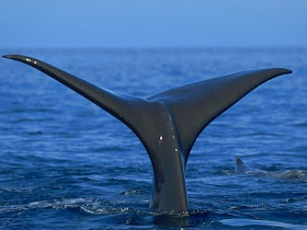 Christina Aguilera Whale Tail Christina Aguilera Whale Tail