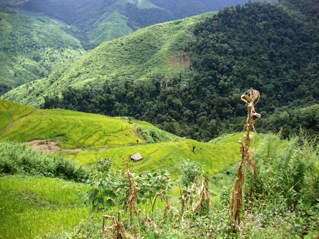 THE WANCHO JHUM CULTIVATION AMONG WANCHO TRIBE OF ARUNACHAL PRADESH