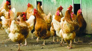 1, 200 Christmas Chickens Perished in an Early Morning Auto Crash