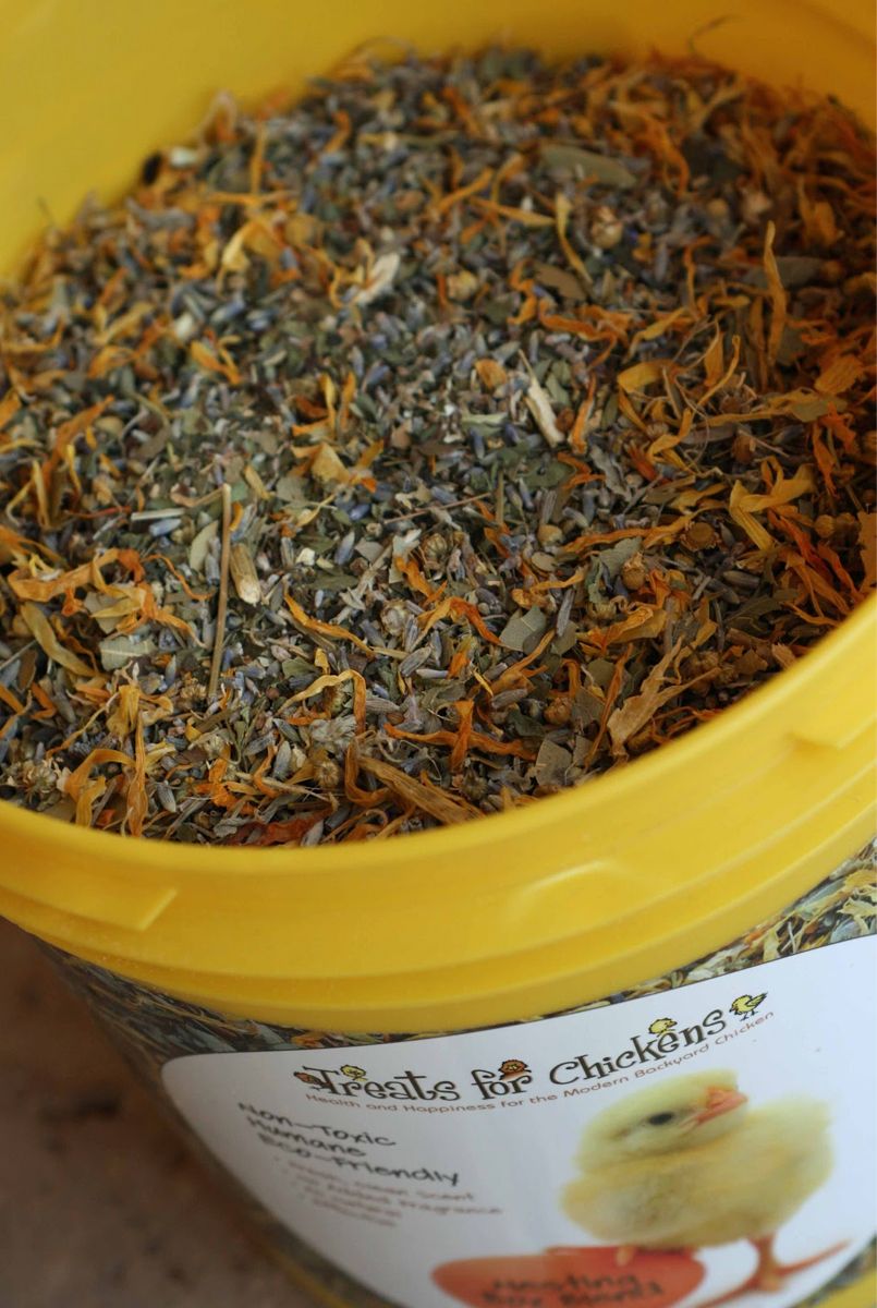 Natural Chicken Keeping Natural Lice and Mite Prevention Using Herbs