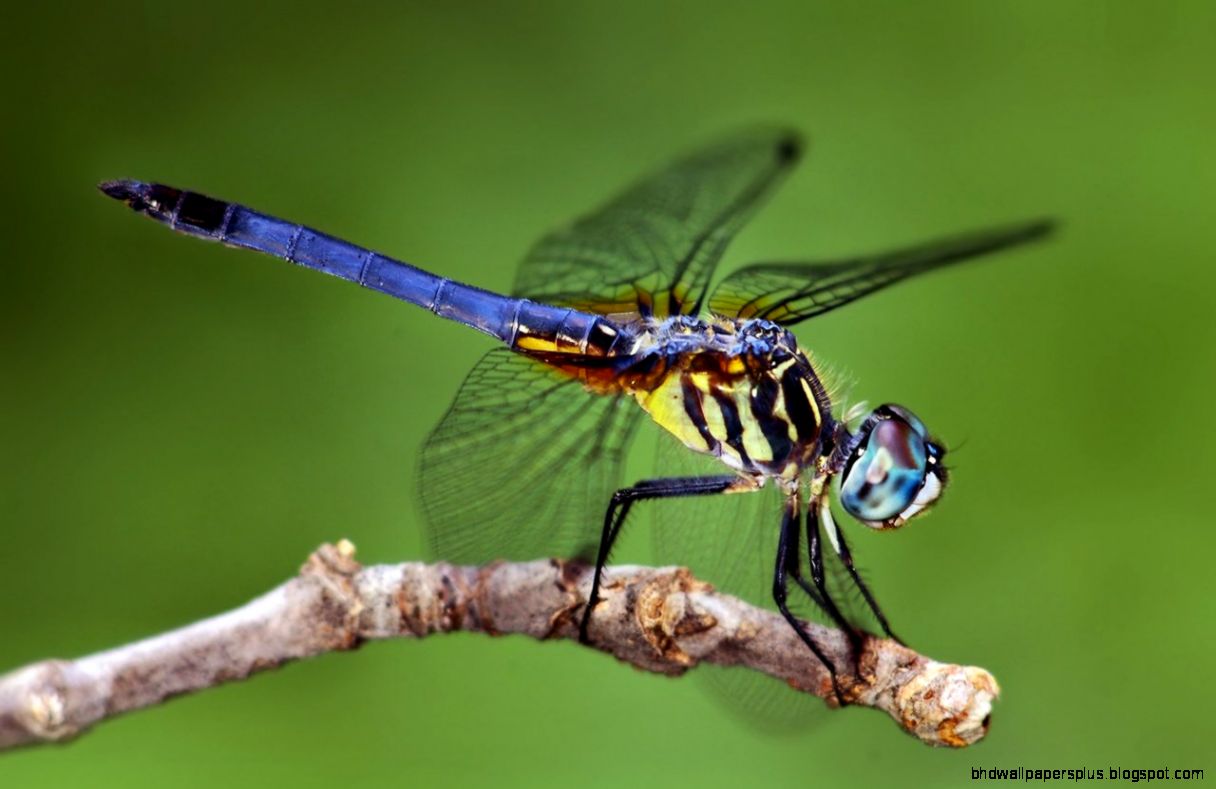 Dragonfly Wallpaper All Wallpapers New Dragonfly Wallpaper All Wallpapers New