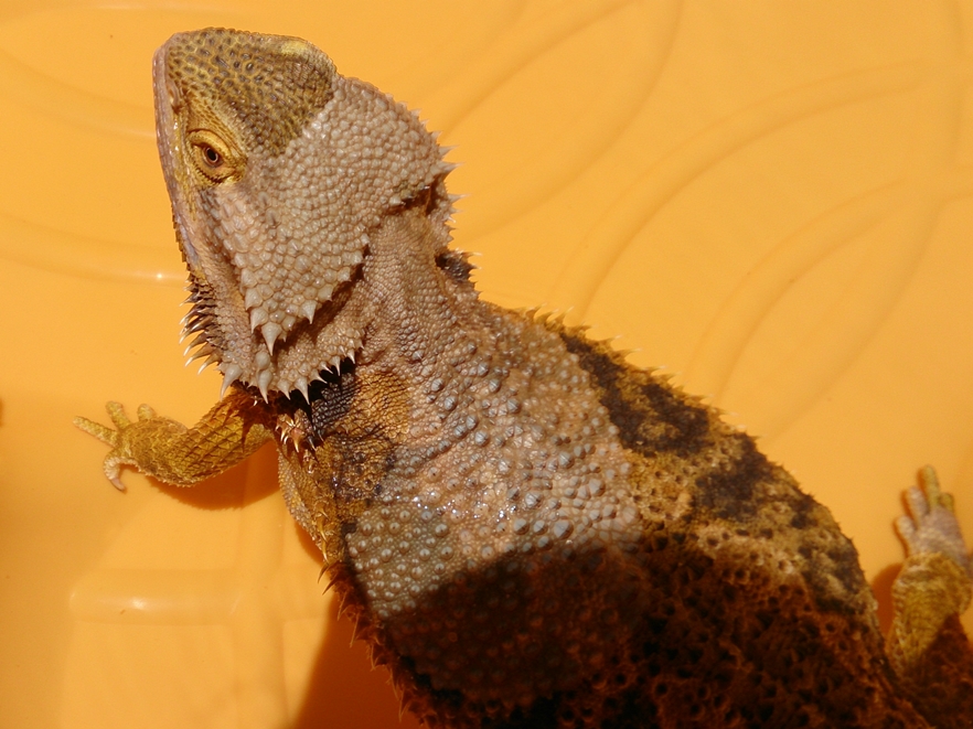 Bearded Dragon Care Shedding