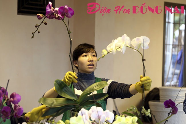 [Image: Hoa-lan-nhap-ngoai-gia-tram-trieu-van-dat-khach-5.jpg]