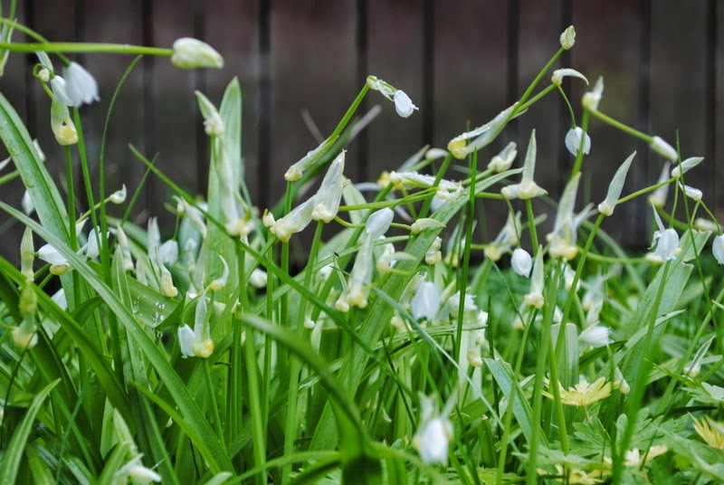 [Bild: allium%2Bparadoxum.JPG]