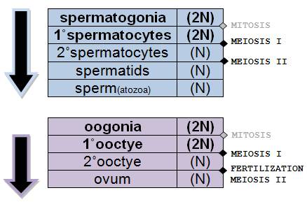 The Medical Cat: Spermatogenesis & Oogenesis (production ... mrna diagram 