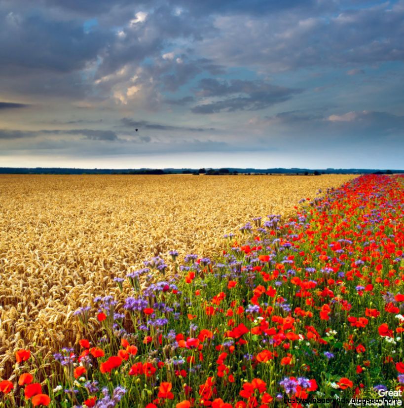 flowers Great Atmosphere flowers Great Atmosphere