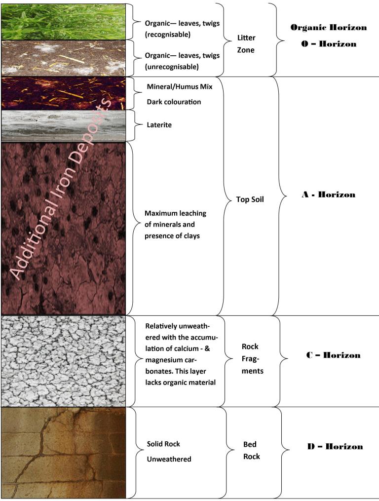 Worksheets Soil Profile Worksheet related keywords suggestions for soil profile diagram worksheet worksheet