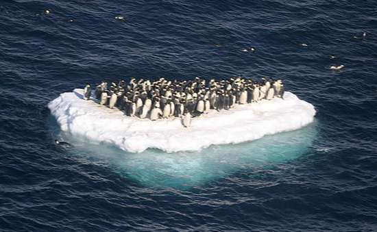 THE WORLD GEOGRAPHY: 12 Countries Where Penguins Are Native