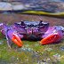 Bright Purple Crab Discovered In Philippines