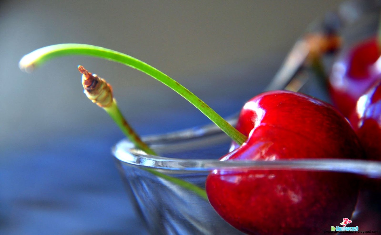 Cherry Fruit Tree Cherry Fruit Tree