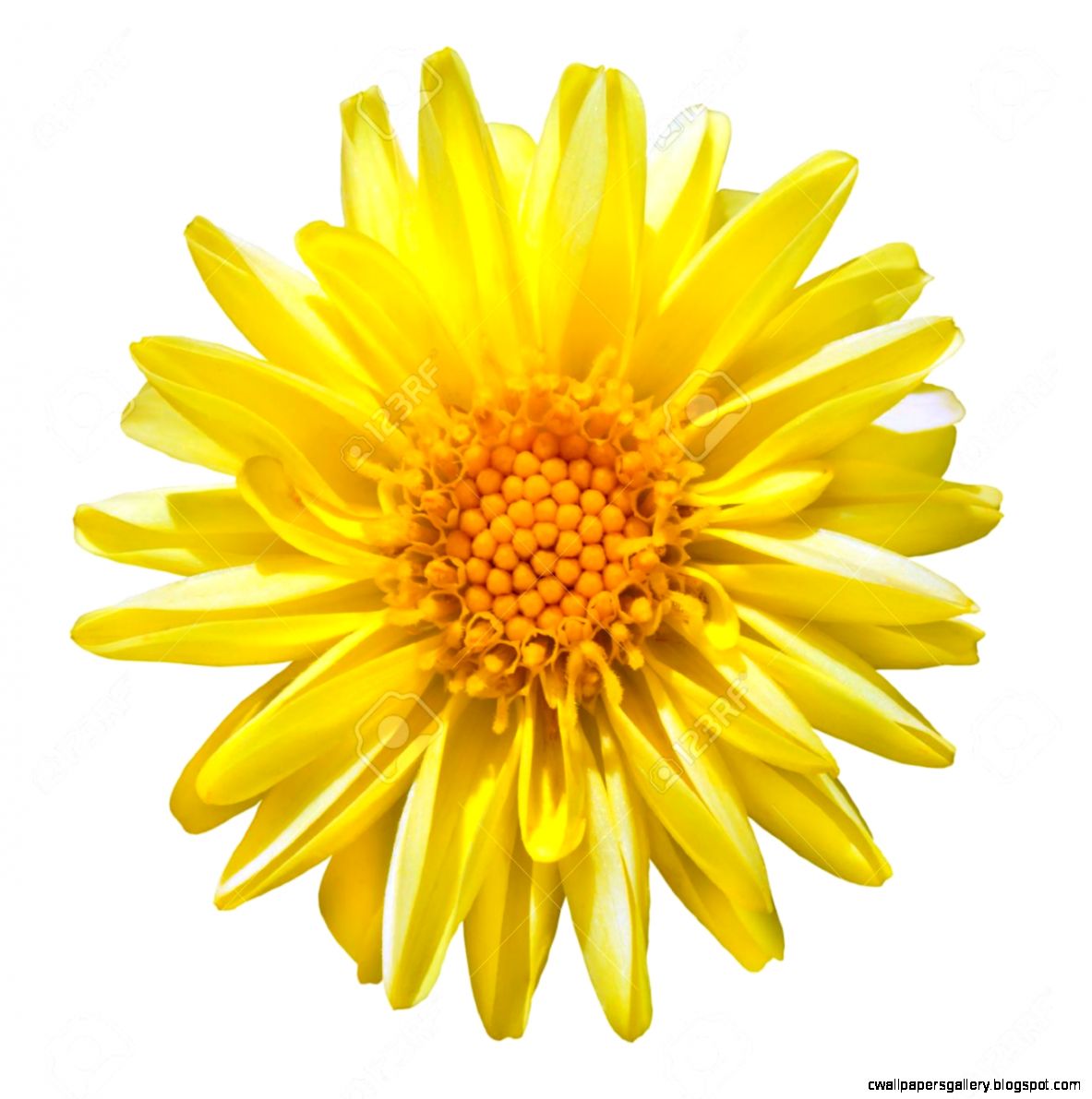 Beautiful Yellow Dahlia Flower Isolated On White Background Stock Beautiful Yellow Dahlia Flower Isolated On White Background Stock
