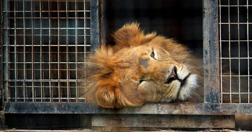 Circus Lion Freed From Cage Feels Earth Beneath His Paws For First Time