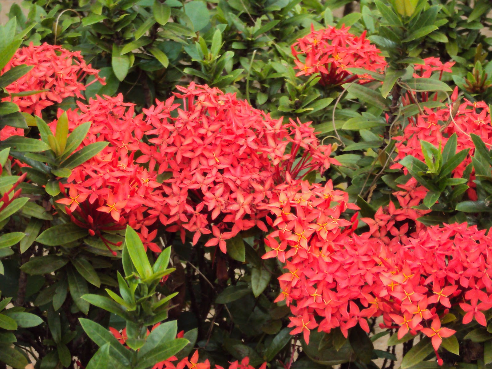 Free HD Background Images Red Ixora Flowers