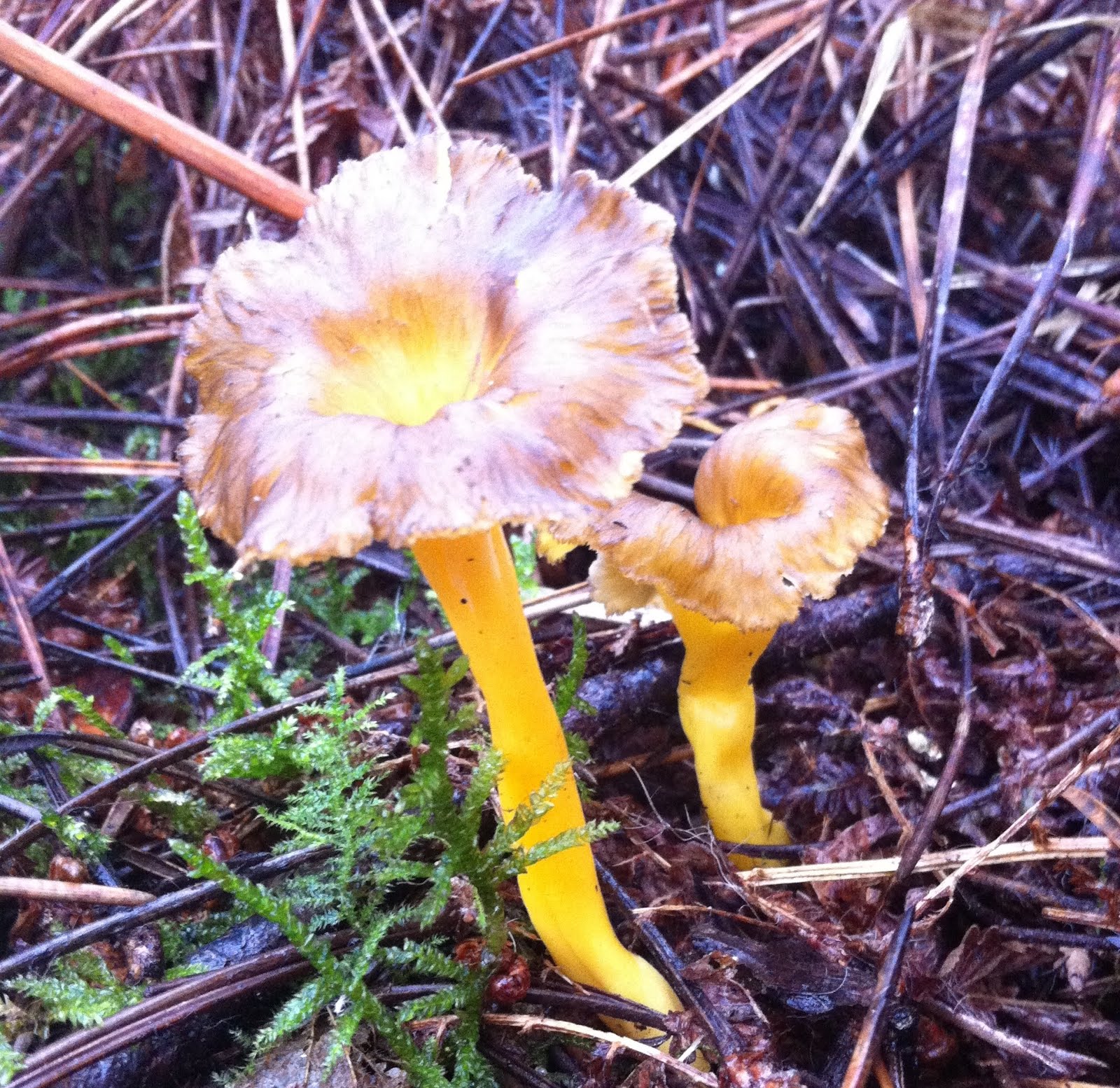 Automne 2015, l'année des chanterelles