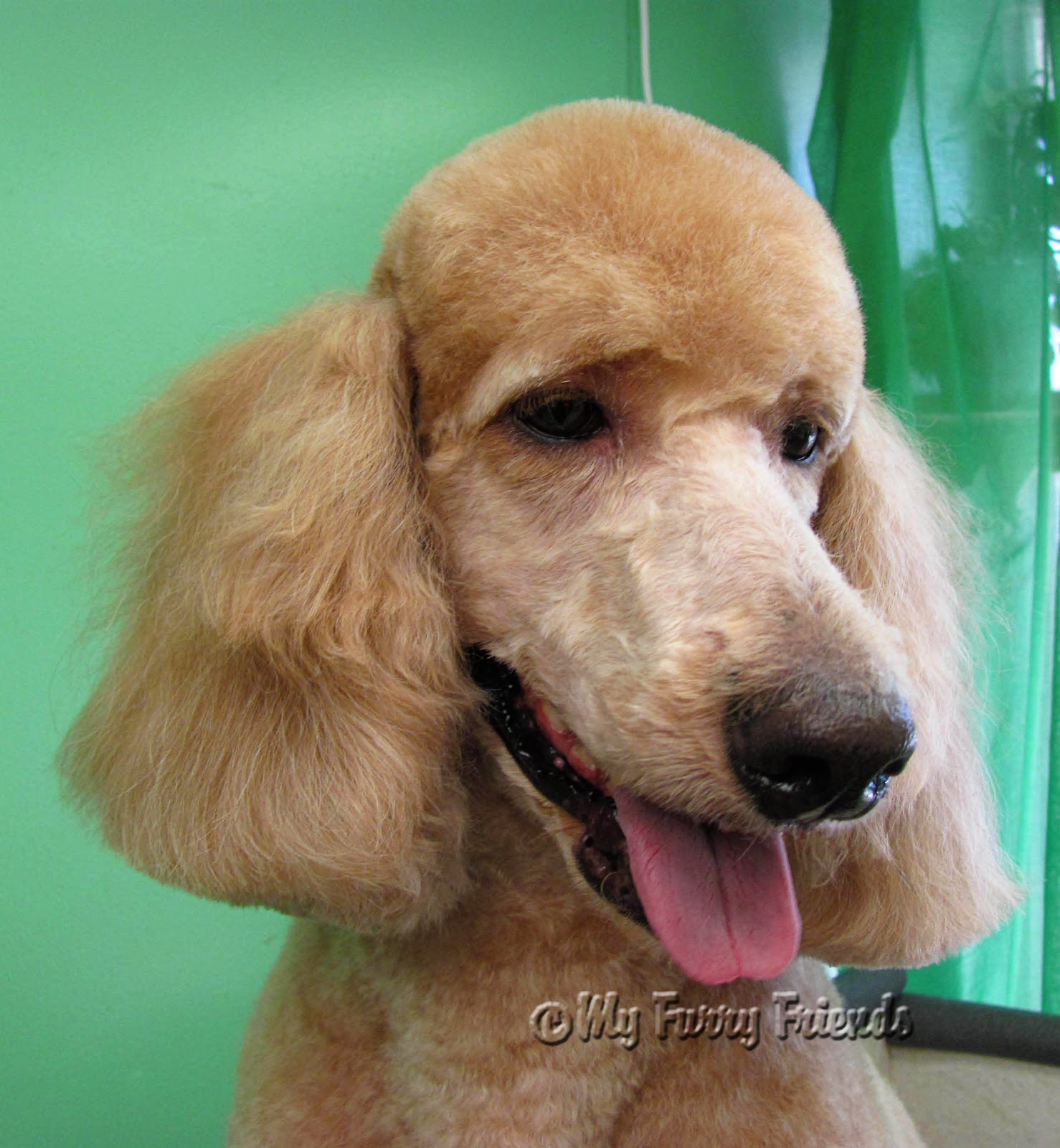 Pet Grooming The Good, The Bad, & The Furry Poodle Topknots