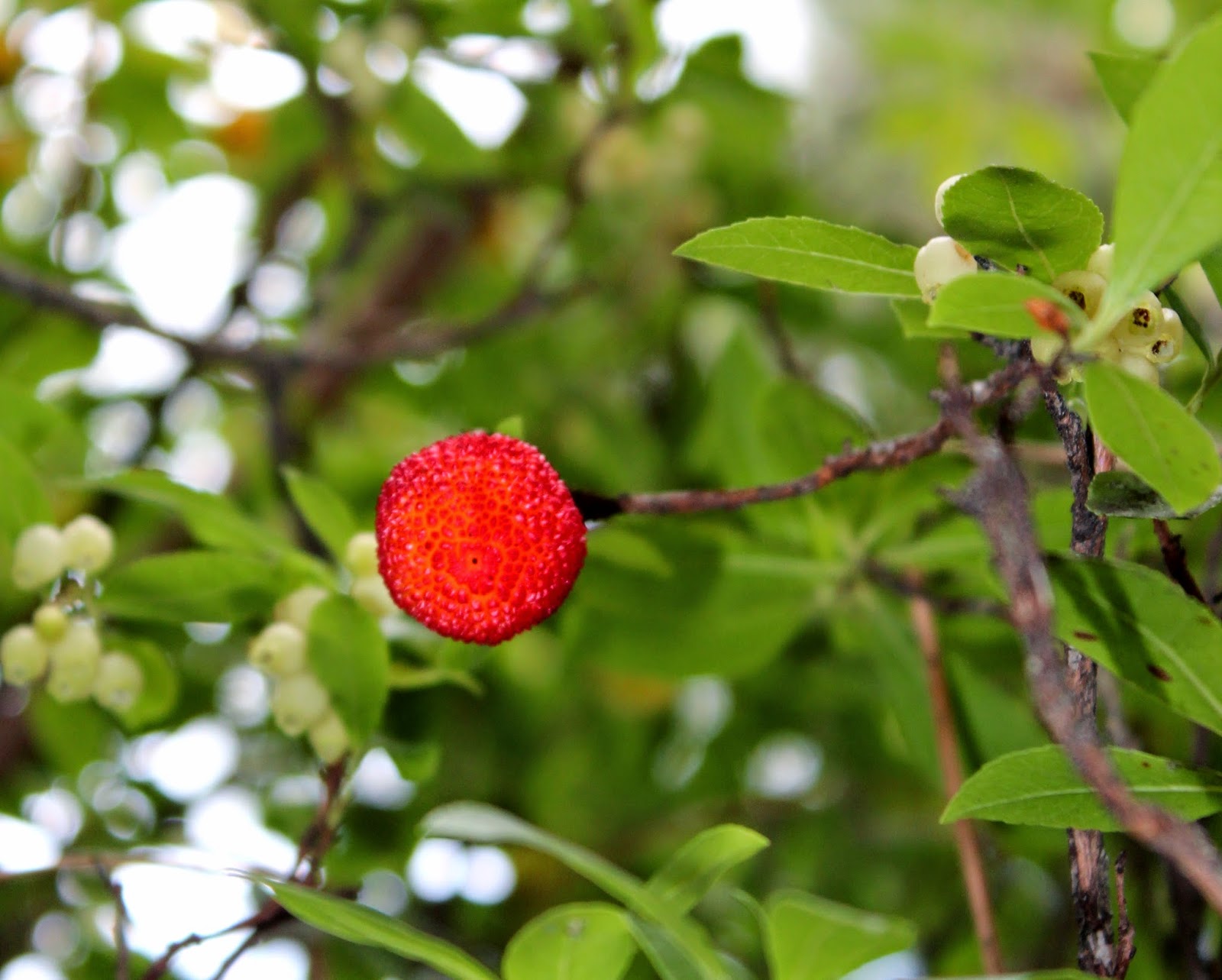 Frutos de otoño. Madroño