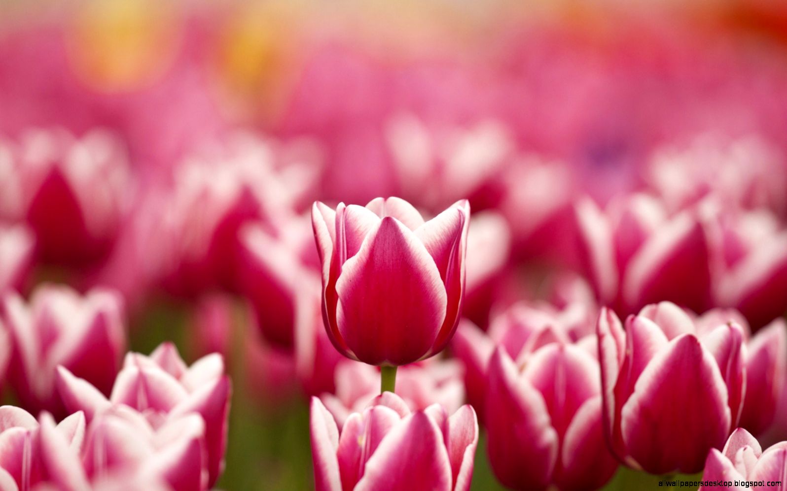 Flowers Tulips Pink White Spring Hd Wallpaper