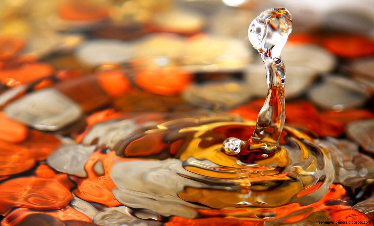 Nature Photo Water Drop Close Up Nature Photo Water Drop Close Up