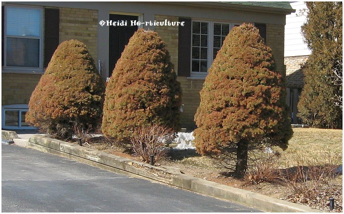Heidi Horticulture Dwarf Alberta Spruce Winter Damage