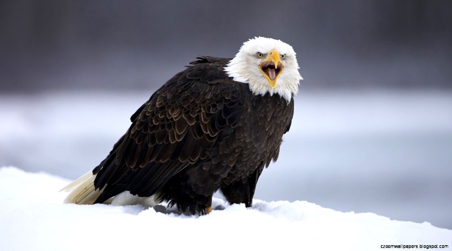 Eagle Wallpapers Free Download Beautiful Birds HD Desktop Images Eagle Wallpapers Free Download Beautiful Birds HD Desktop Images