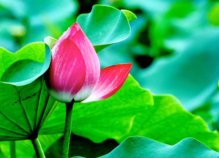 Hinh+Hoa+Sen+Dep+Nhat Những hình ảnh hoa sen đẹp nhất - Hình ảnh đẹp tình ...
