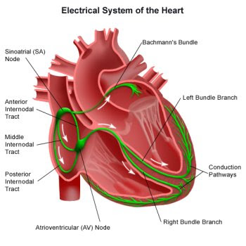 conducting system of heart. Heart#39;s electrical conduction