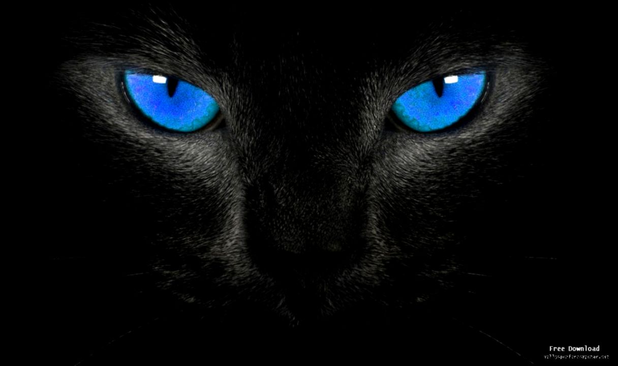 Blue Eyed Cat HD Wallpaper View Blue Eyed Cat HD Wallpaper View
