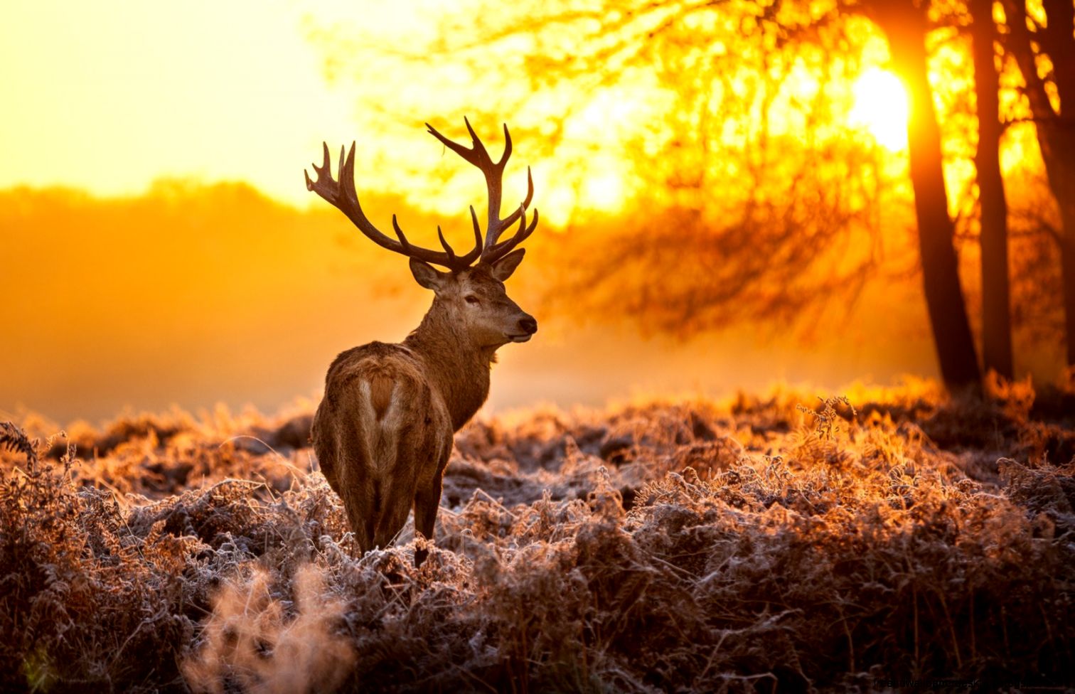 Deer in Forest at Sunset Deer in Forest at Sunset