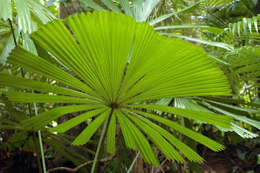 Queensland Fan Palm, Leaf