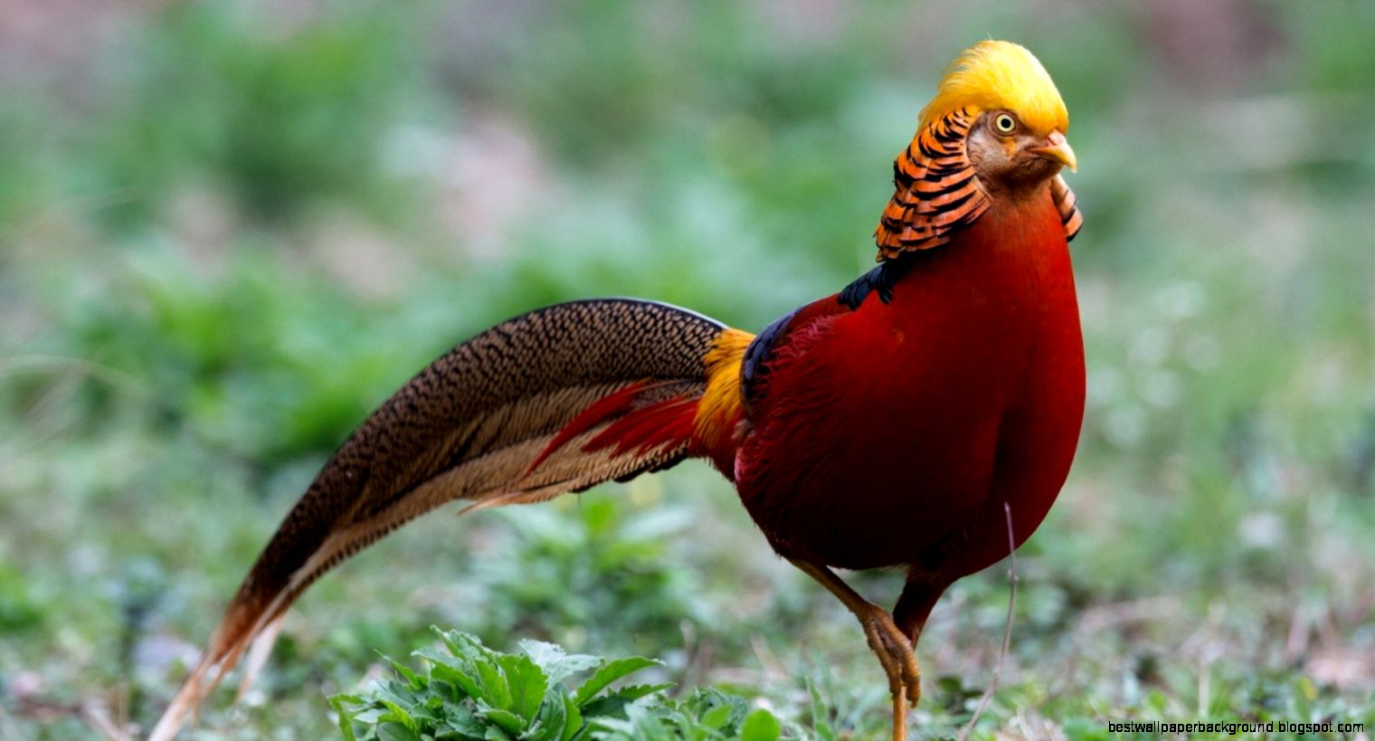 golden pheasant birds hd wallpapers desktop birds images golden pheasant birds hd wallpapers desktop birds images