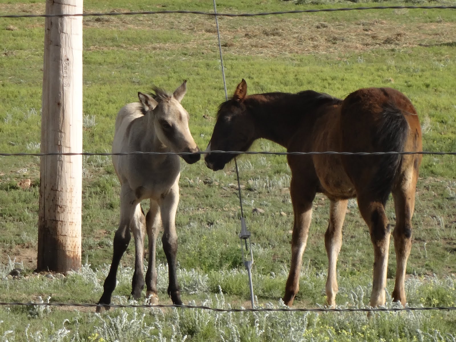 Two Quarter Horse Babies