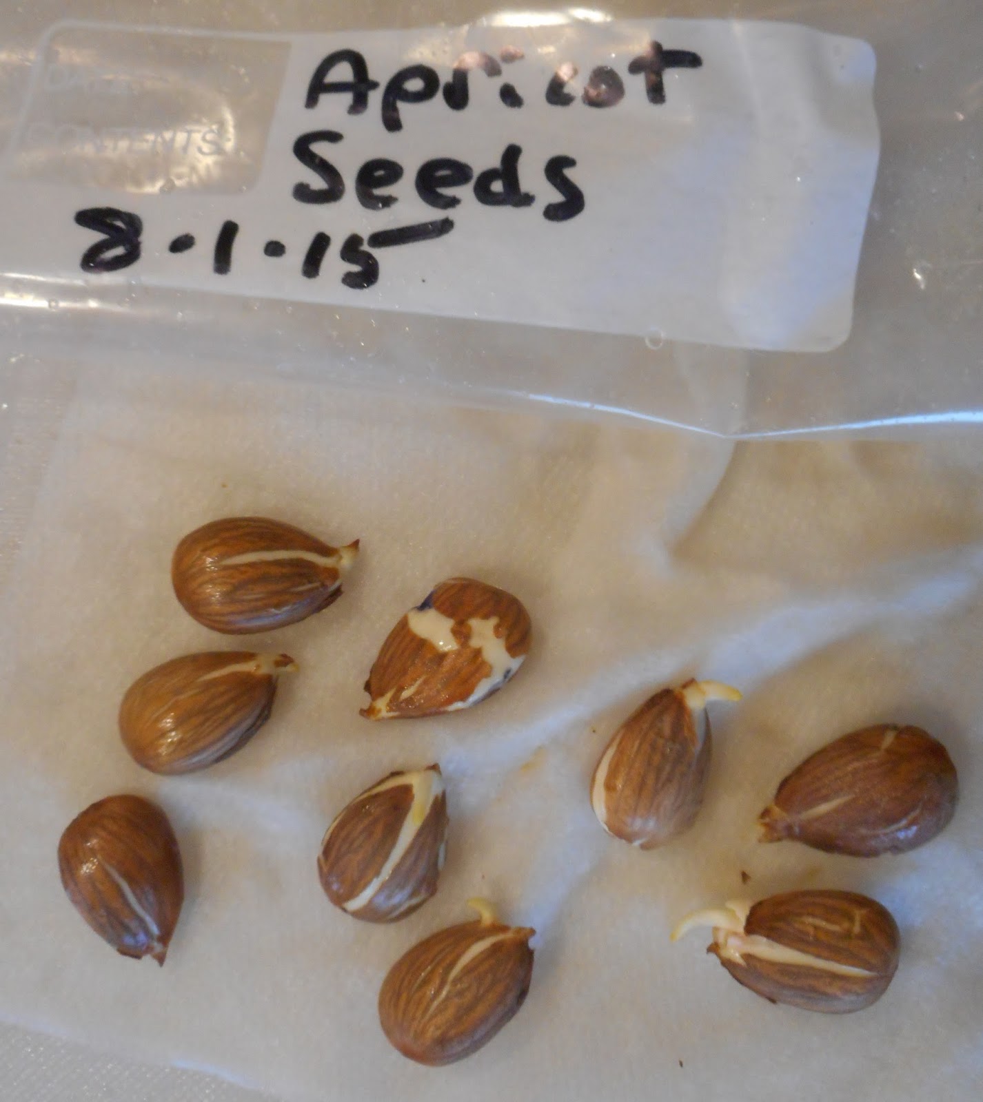 Growing Greener in the Pacific Northwest Apricots from seeds. 10.6.15