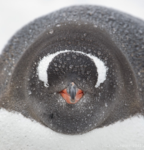 emperor penguin pictures