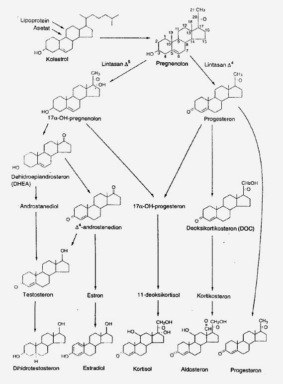 to My Blog Friends Analisa jurnal biosintesis